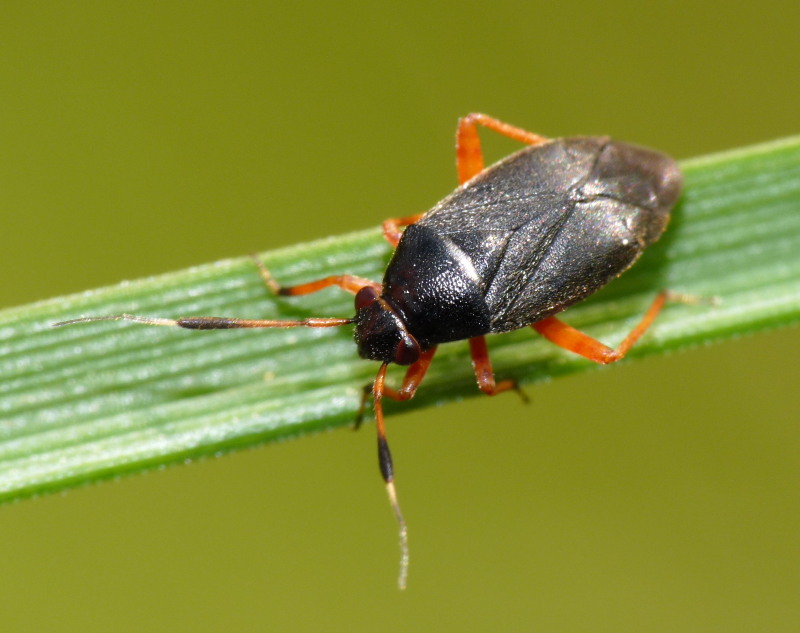 Miridae: Capsus ater del Livornese